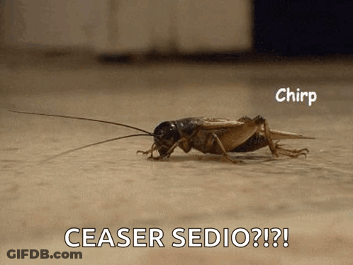 A Cricket Is Crawling On The Floor With The Words " Ceaser Sedio " Written Below It GIF