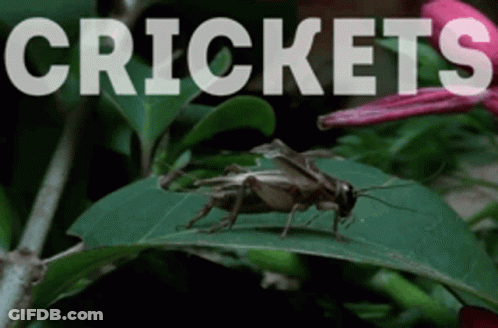 A Cricket Is Sitting On A Green Leaf With The Word Crickets Written Above It GIF