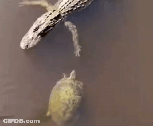 A Crocodile And A Turtle Are Swimming In The Water Together . GIF