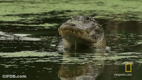 A Crocodile Is Swimming In A Body Of Water With The Website Natgeotv.com In The Background GIF