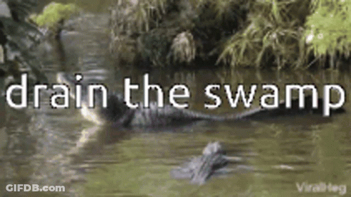 A Crocodile Is Swimming In A Swamp With The Words Drain The Swamp Above It GIF