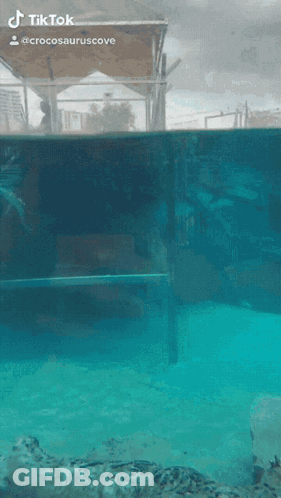 A Crocodile Is Swimming In A Tank With A Tiktok Watermark On The Bottom GIF