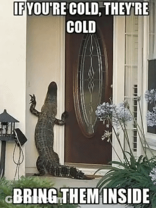 A Crocodile Standing In Front Of A Door With The Caption If You 'Re Cold They 'Re Cold GIF