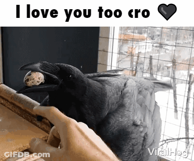 A Crow With A Ball In Its Beak Is Being Touched By A Person GIF