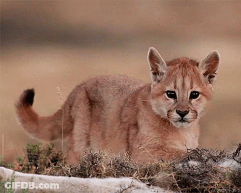 A Cub Of A Mountain Lion Is Standing In The Grass Looking At The Camera GIF