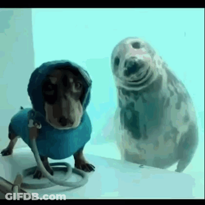 A Dachshund And A Seal Are Standing Next To Each Other . The Seal Is Wearing A Hooded Jacket . GIF