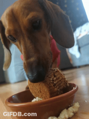 A Dachshund Chews On A Piece Of Cake In A Bowl GIF