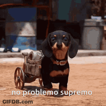 A Dachshund In A Wheelchair With The Words No Problemo Supremo On The Bottom GIF