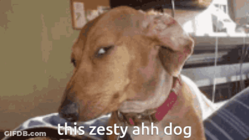 A Dachshund Is Looking At The Camera With The Words `` This Zesty Ahh Dog '' Written Next To It . GIF