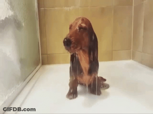 A Dachshund Is Taking A Bath In A Shower Stall . GIF