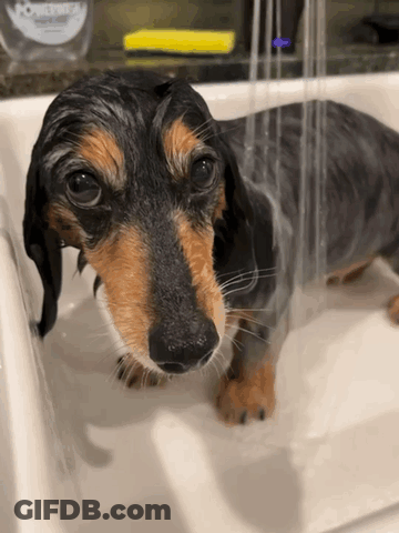 A Dachshund Is Taking A Bath In A Sink With A Bottle Of Powerade In The Background GIF