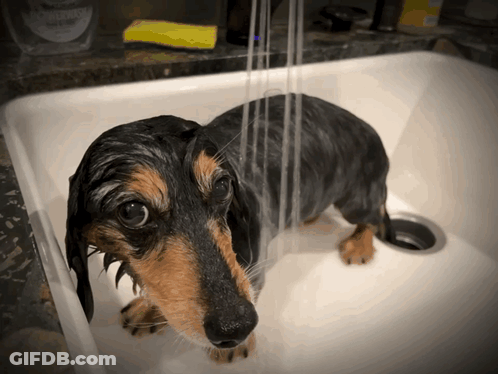 A Dachshund Is Taking A Bath In A Sink With A Sponge On The Counter In The Background GIF