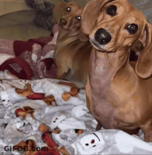 A Dachshund Laying On A Blanket With A Stuffed Animal On It GIF