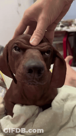 A Dachshund Puppy Is Being Petted By A Person 'S Hand GIF