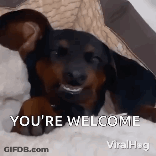 A Dachshund Puppy Is Laying On A Bed And Smiling With The Words `` You 'Re Welcome '' . GIF