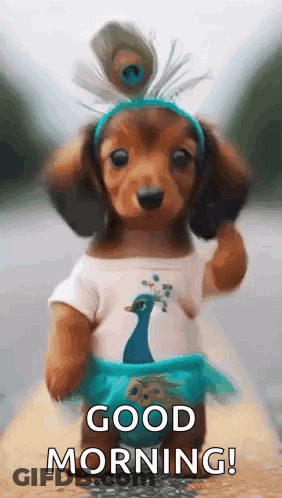 A Dachshund Puppy Wearing A Peacock Costume And A Headband With A Peacock Feather . GIF