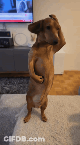 A Dachshund Standing On Its Hind Legs In Front Of A Television GIF