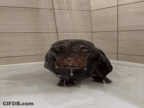 A Dachshund Taking A Bath In A Bathtub GIF
