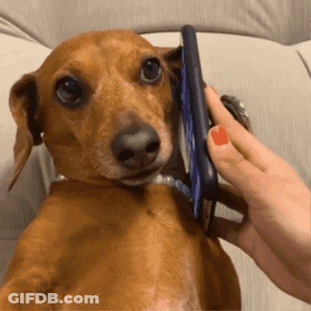 A Dachshund Talking On A Cell Phone With A Person GIF