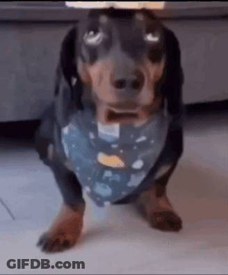 A Dachshund Wearing A Blue Bandana Is Standing On Its Hind Legs On The Floor . GIF