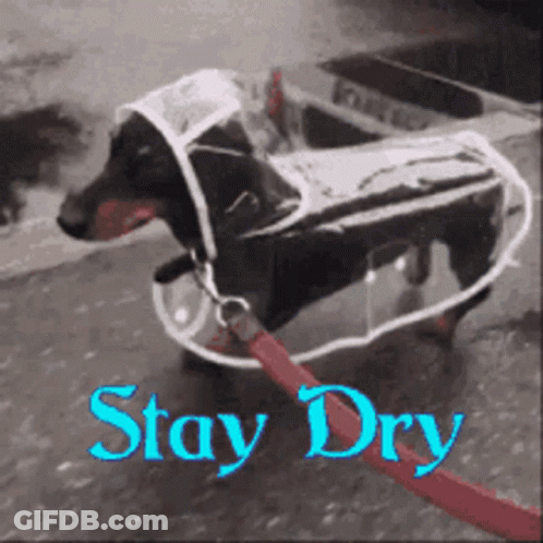 A Dachshund Wearing A Clear Raincoat With The Words Stay Dry Below It GIF