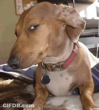 A Dachshund Wearing A Pink Collar And A Tag Is Laying On A Bed GIF
