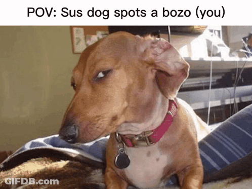 A Dachshund Wearing A Pink Collar Is Sitting On A Blanket . GIF