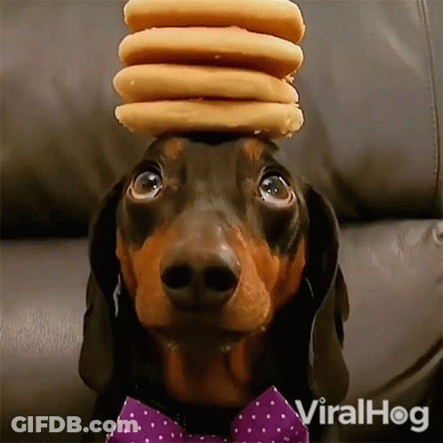A Dachshund Wearing A Purple Bow Tie And A Stack Of Donuts On Its Head GIF