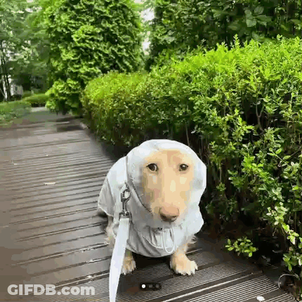 A Dachshund Wearing A Raincoat And Leash Is Walking On A Wooden Walkway . GIF
