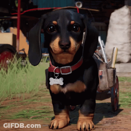 A Dachshund Wearing A Red Collar And A Tag That Says ' Dachshund ' GIF
