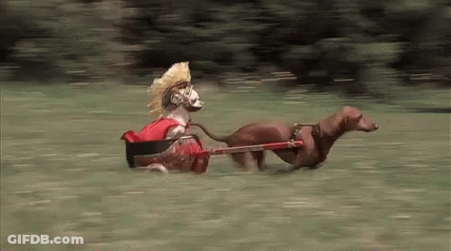 A Dachshund Wearing A Roman Helmet Is Pulling A Cart GIF