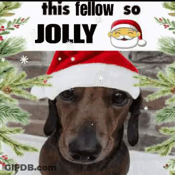 A Dachshund Wearing A Santa Hat With The Words This Fellow So Jolly Below It GIF