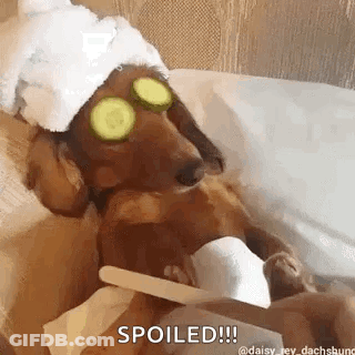 A Dachshund Wearing A Towel And Cucumber Slices On Its Eyes Is Getting A Manicure . GIF