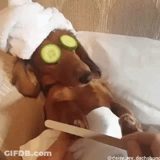 A Dachshund Wearing A Towel And Cucumber Slices On Its Eyes Is Getting Its Nails Done . GIF