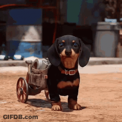 A Dachshund With A Wheelchair Is Walking On The Dirt Road GIF
