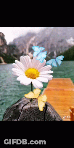 A Daisy Is Surrounded By Butterflies On A Pier GIF