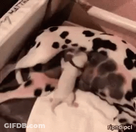 A Dalmatian Dog Is Laying Down With A Baby Dalmatian Puppy . GIF