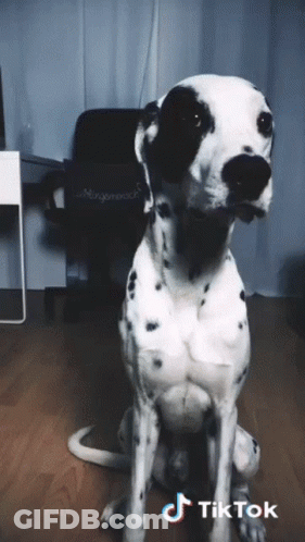 A Dalmatian Dog Is Sitting In Front Of A Chair That Says ' Morgenrock ' On It GIF