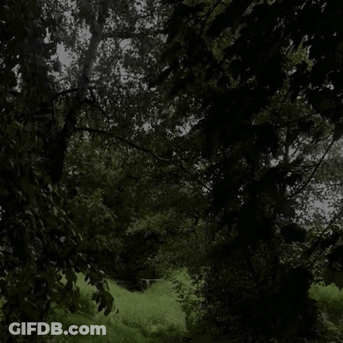 A Dark Forest With Lots Of Trees And Bushes GIF
