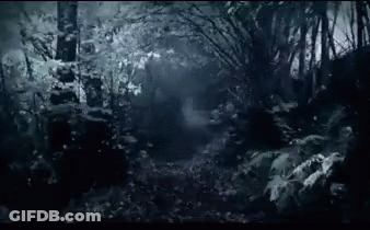 A Dark Forest With Trees And Leaves In The Dark GIF