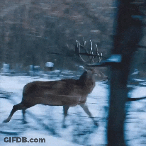 A Deer Is Running Through A Snowy Field GIF