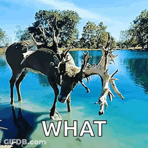 A Deer Is Standing In A Body Of Water With The Words What Written Below It GIF