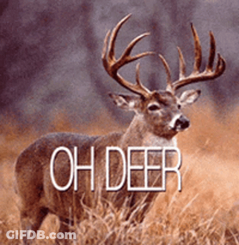 A Deer Is Standing In A Field With The Words Oh Deer Behind It GIF