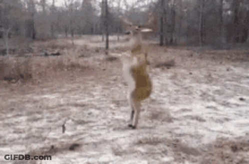 A Deer Is Standing On Its Hind Legs In The Snow In A Field . GIF