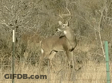 A Deer Standing Behind A Fence In A Field GIF