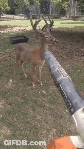 A Deer Standing Next To A Pipe With A Sheep Behind It GIF
