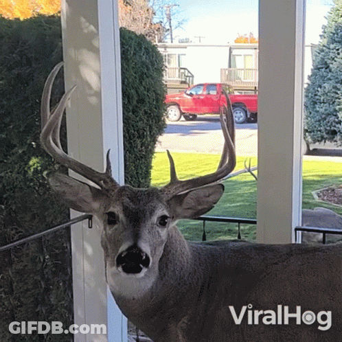A Deer Standing On A Porch With A Red Truck In The Background And The Words Viralhog On The Bottom GIF