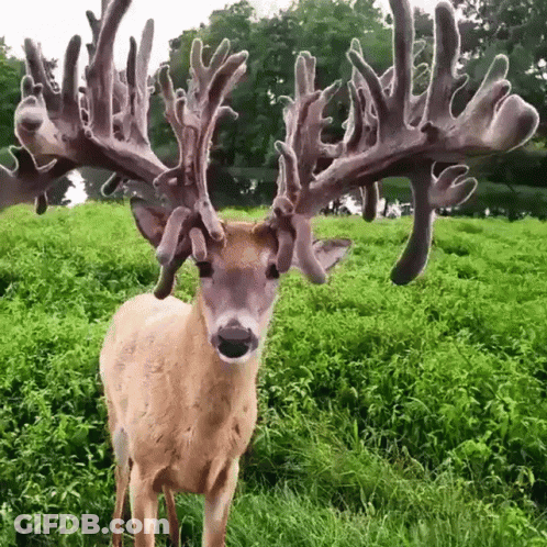 A Deer With A Lot Of Antlers Is Standing In A Field GIF