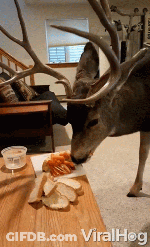 A Deer With Antlers Is Eating Bread And Carrots On A Table With The Words Viralhog Written Below It GIF