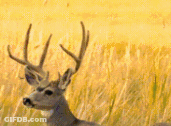 A Deer With Antlers Is Standing In A Field Of Tall Grass And Looking At The Camera . GIF